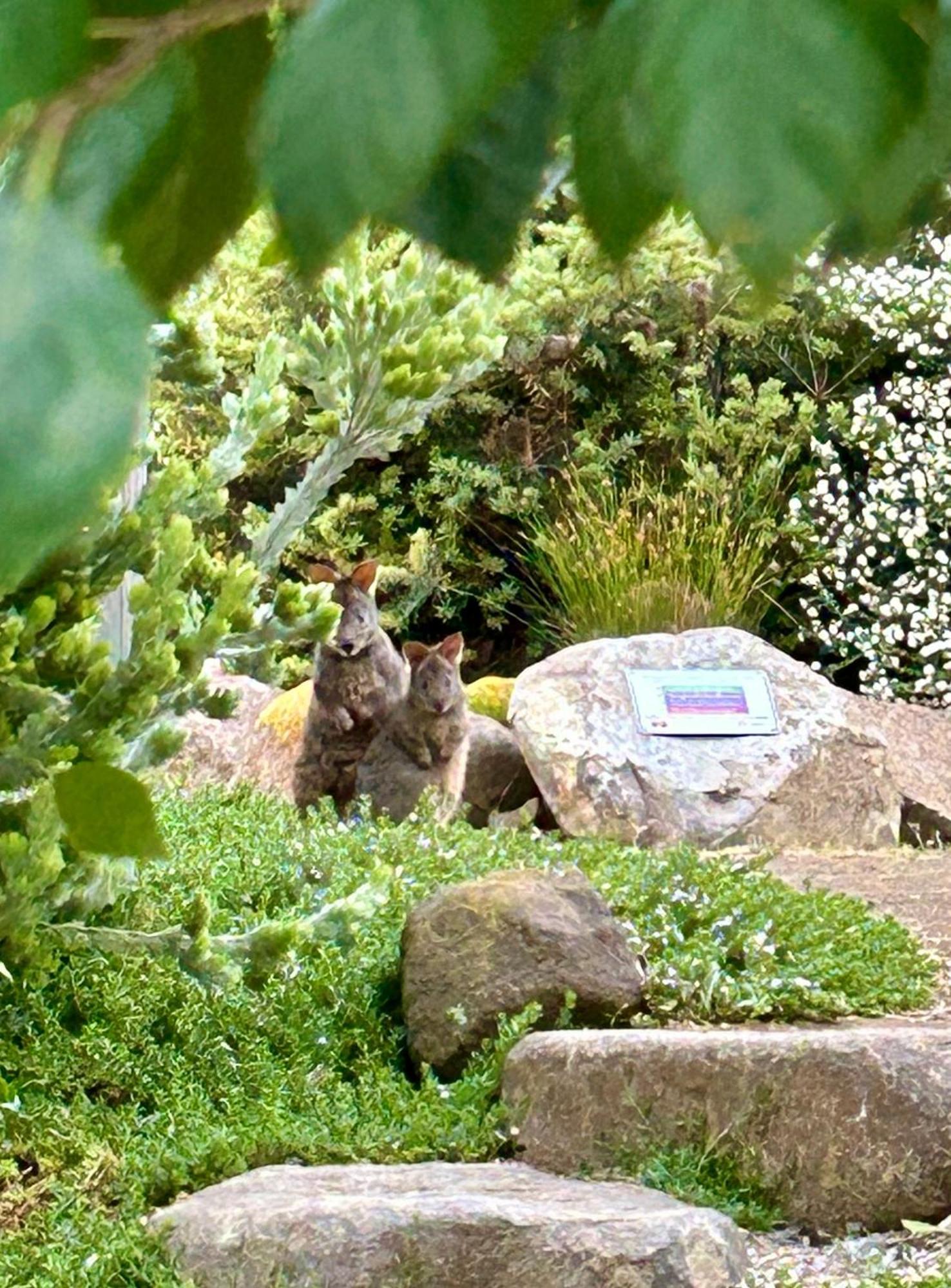 霍巴特豆荚度假住宿加早餐旅馆 金斯顿 外观 照片